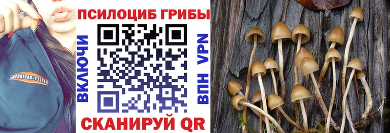 Псилоцибиновые грибы Psilocybe  Владимир 
